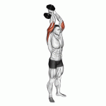 Uitvoering van de dumbbell triceps extension