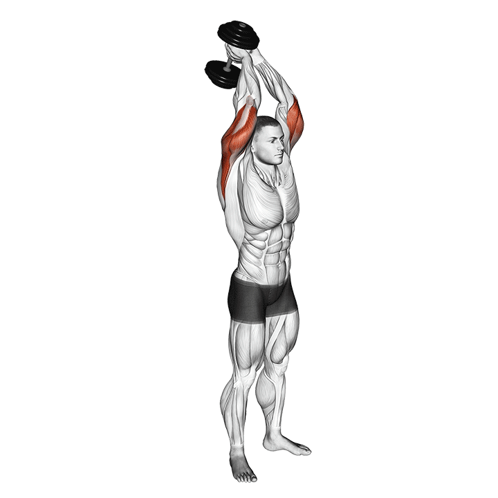 Animatie van de dumbbell triceps extension